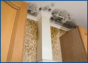 Dania Restoration Company Dania, FL 754-202-0148 - mold-side