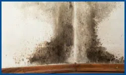 Dania Restoration Company Dania, FL 754-202-0148 - mold-sidebar